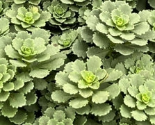 Groundcover, Sedum fl. 'Winter Mahogany''- 25 per flat