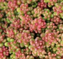 Groundcover, Sedum 'Coral Carpet'- 25 per flat
