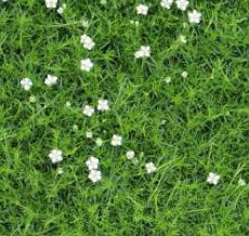 Groundcover, Sagina subulata 'Irish'- 25 per flat