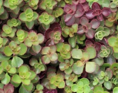 Groundcover, Sedum 'Blaze of Fulda'- 25 per flat