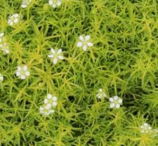 Groundcover, Sagina subulata 'Aurea' (Scotch Moss)- 25 per flat