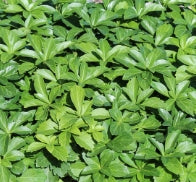 Groundcover, Pachysandra terminalis- 25 per flat
