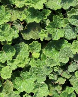 Groundcover, Rubus calycinoides 'Emerald Carpet'- 25 per flat