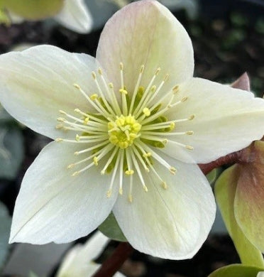 Helleborus x ericsmithii 'HGC Champion' PPAF