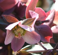 Helleborus x ballardiae 'HGC Merlin' PP22350