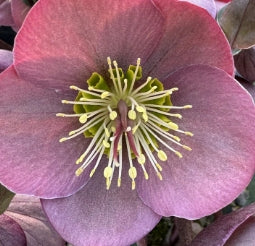Helleborus x 'Penny's Pink' PPAF