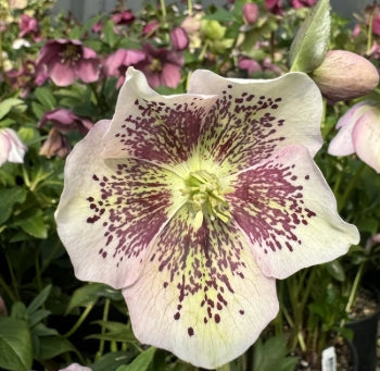 Helleborus x 'Ashwood Garden Hybrid'