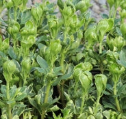 Groundcover, Pachysandra t. 'Silver Edge'- 25 per flat