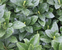 Groundcover, Pachysandra t. 'Green Sheen'- 25 per flat