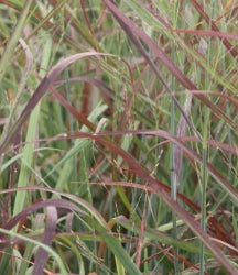 Grass, Panicum v. 'Ruby Ribbons' ™ PP17944