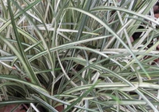 Grass, Ophiopogon japonicus 'Silver Mist'