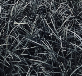 Grass, Ophiopogon plan. 'Black Beard'
