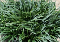 Grass, Ophiopogon japonicus 'Nana'