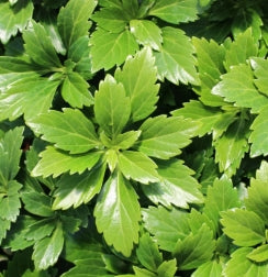 Groundcover, Pachysandra t. 'Green Carpet' - 25 per flat