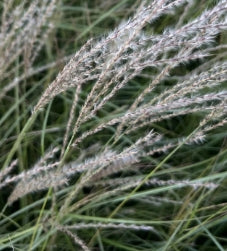 Grass, Miscanthus sin. 'Yaku Jima'