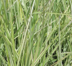 Grass, Miscanthus sin. 'Rigoletto'