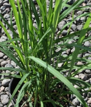 Grass, Miscanthus sin. 'Purpurascens'