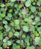 Groundcover, Muehlenbeckia complexa- 25 per flat