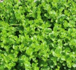 Groundcover, Lysimachia nummularia- 25 per flat