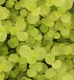 Groundcover, Lysimachia n. 'Aurea'- 25 per flat