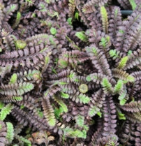 Groundcover, Leptinella squalida 'Platt's Black'