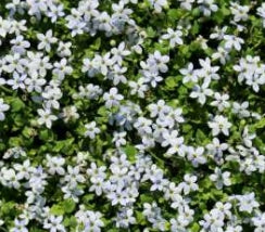 Groundcover, Laurentia fl. 'Blue Star Creeper' (Pratia)