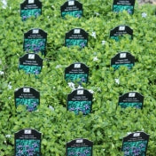 Groundcover, Laurentia a. 'County Park' (Pratia)- 25 per flat