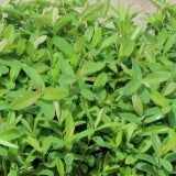 Groundcover, Hypericum calycinum- 25 per flat