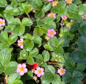 Groundcover, Fragaria x ananassa- 25 per flat