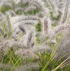 Grass, Pennisetum a. 'Red Head'