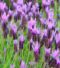 Lavandula stoechas 'Otto Quast'