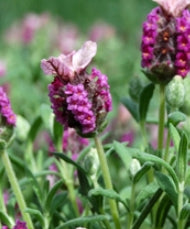 Lavandula stoechas 'Kew Red'