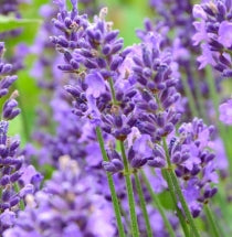 Lavandula ang.'Essence Purple'
