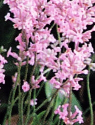 Lavandula ang. 'Rosea'