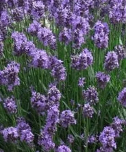 Lavandula ang. 'Super Blue'