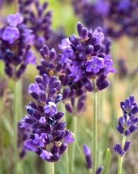 Lavandula ang. 'Lavance Purple'