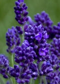 Lavandula ang. 'Lavance Deep Purple'