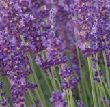 Lavandula ang. 'Hidcote Superior'
