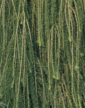 Larix d. 'Pendula'