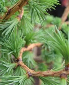 Larix d. 'Horstmann's Recurva'