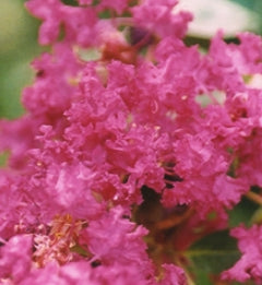 Lagerstroemia x 'Cherokee' (red)
