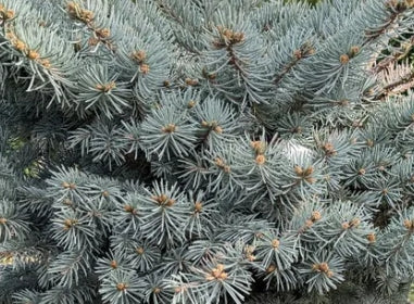 Picea pungens 'Glauca Globosa' STD