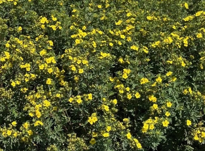 Potentilla f. 'Jackmanii'