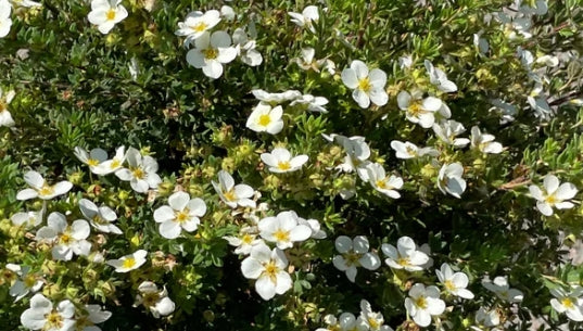 Potentilla f. 'McKay's White'