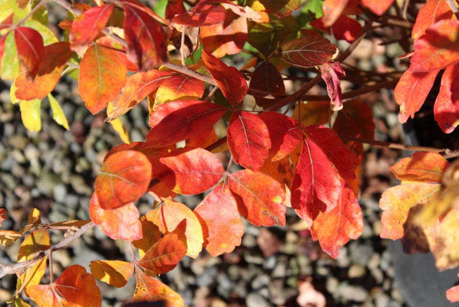 Rhus a. 'Gro-Low'
