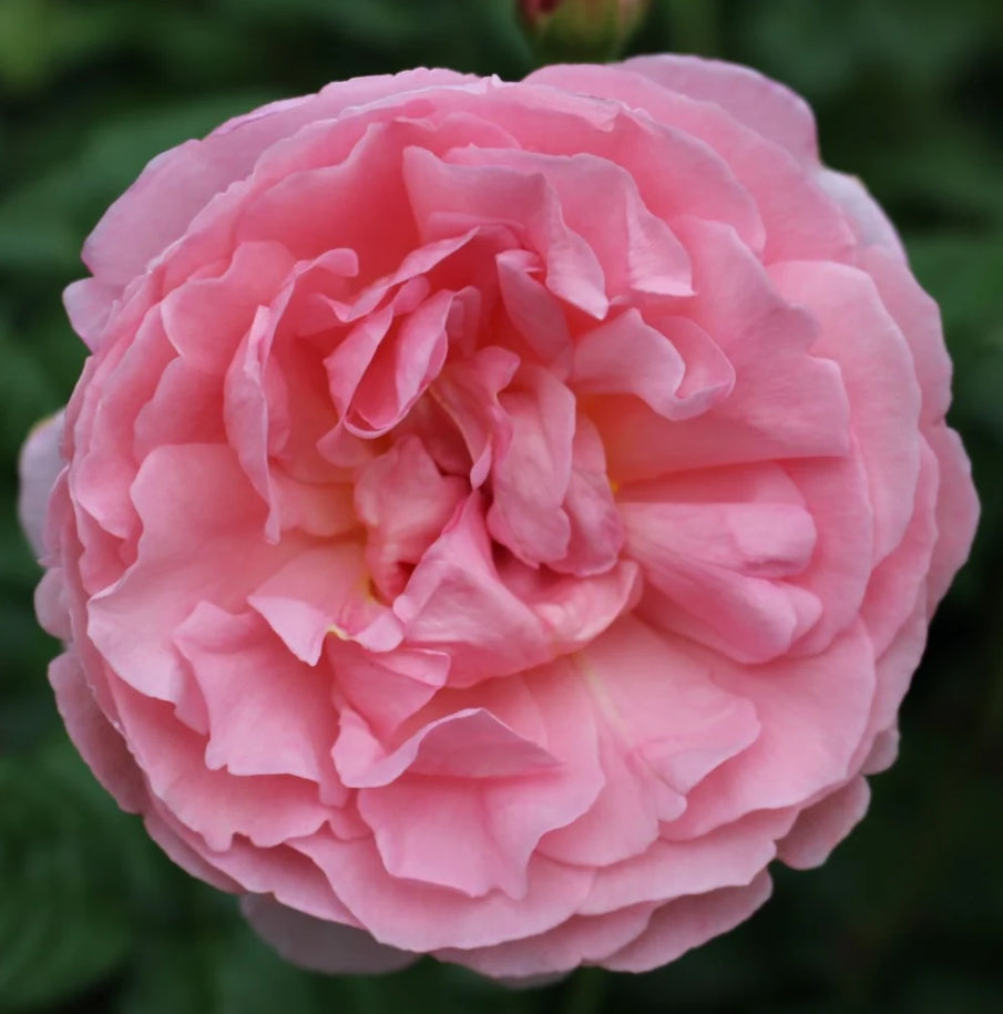 Rosa David Austin® 'Strawberry Hill'® (pink)