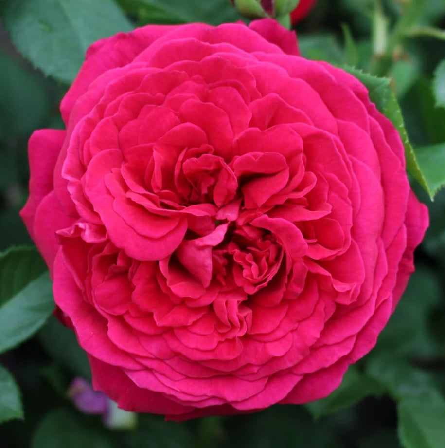Rosa David Austin® 'Tess of The d'Urbervilles' (red)