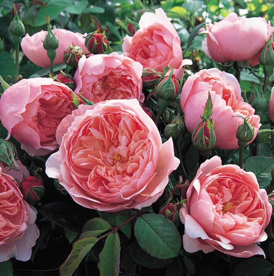 Rosa David Austin® 'The Alnwick'® (soft pink)