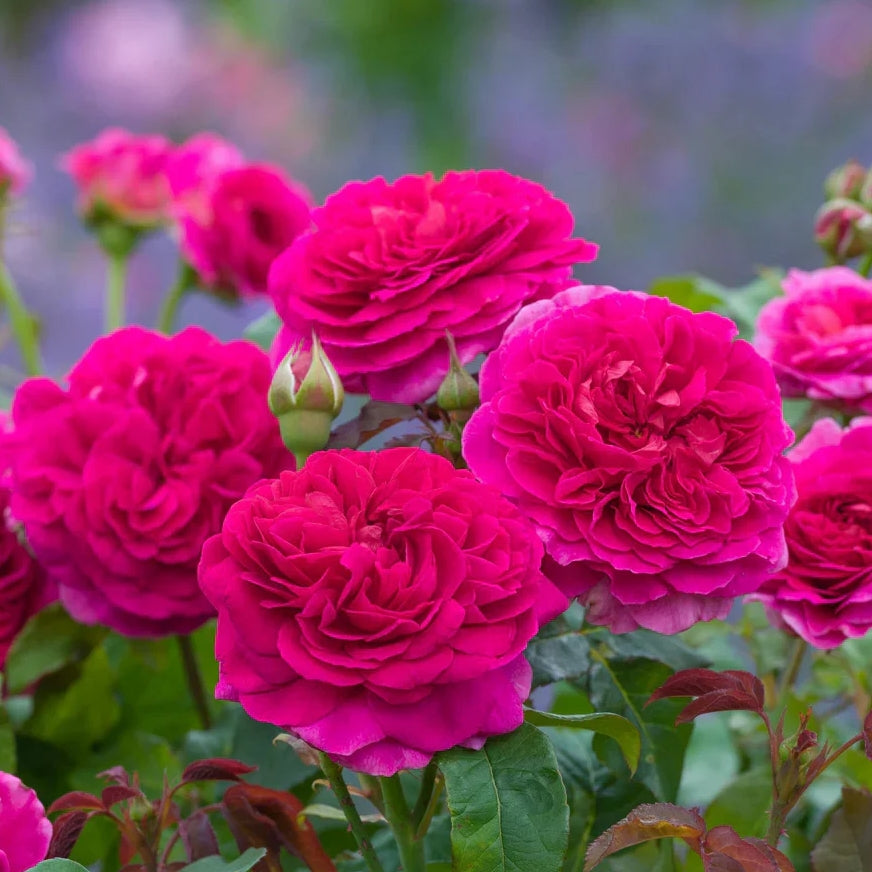 Rosa David Austin® Gabriel Oak (deep pink)
