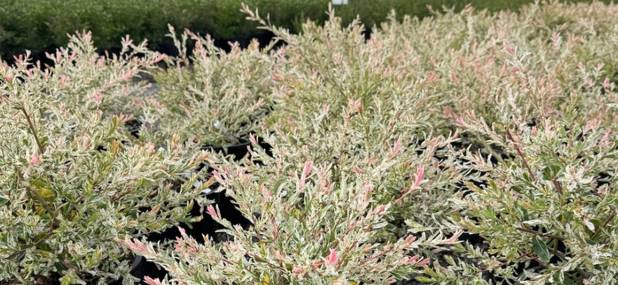 Salix in. 'Hakuro Nishiki',  STD (CG)